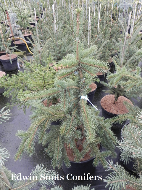 Picea pungens 'Teton Tower' (Teton Grove Collection # 9)